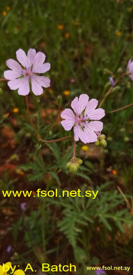 Geranium tuberosum L.